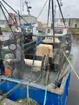 Levende visdrager Te koop