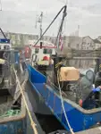 Levende visdrager Te koop