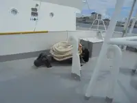 Patrouilleboot te koop