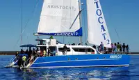 Catamaran te koop
