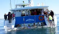 Catamaran te koop