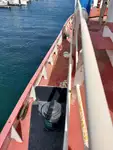 Sleperschip te koop