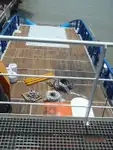 Sleperschip te koop