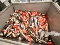 Veerboot te koop