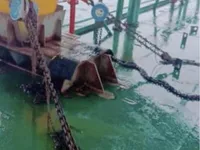 Barge te koop