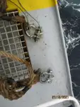 Koelschip te koop