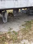 Duikondersteuning te koop