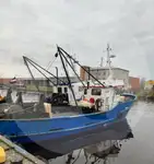 Levende visdrager Te koop