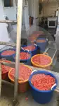 Beurtvisser te koop