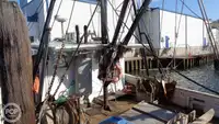Trawler te koop