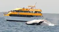 Catamaran te koop