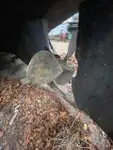Sleperschip te koop