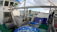 Beurtvisser te koop
