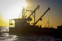 Werkboten te koop