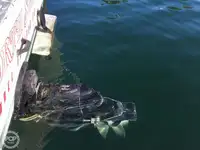 Trawler te koop